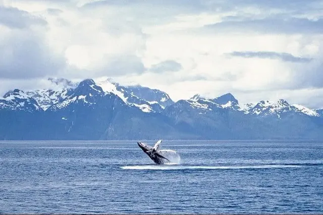 Whale watching adventure in Alaska